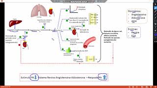 Fisiologia  Sistema Renina Angiotensina Aldosterona [upl. by Anawyt]