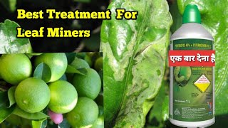 Leaf Miner Treatment  Lemon  Citrus Plant Leaf Miner [upl. by Janean]