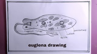 how to draw euglena 8th stdeuglena drawing [upl. by Enimasaj]