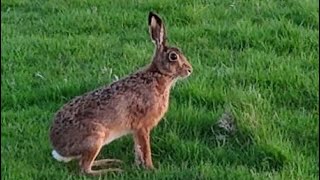 Hares jumping boxing and running [upl. by Jacobsen]