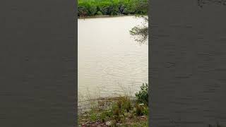 Pantano de Foix Castellet dia 111 pov ambientmusic relax agua [upl. by Christi826]