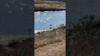 Egret in Sparkling Water Chincoteague Island birds birdspotting egrets egret nature cutebirds [upl. by Gaven]