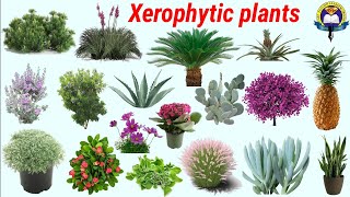 Xerophytic Plants  Xerophytic Plants In English With Pictures  Easy English Learning Process [upl. by Pellet913]