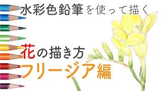 花の描き方 水彩色鉛筆で描く「フリージア」 Botanical Art in Watercolor PencilsFreesia Flower [upl. by Ailam743]