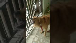 Golden Retriever barking 🐶viral shorts trending dog ytshorts barking goldenretriever [upl. by Nnhoj567]