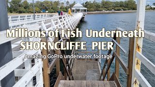 Millions of Fish Underneath Shorncliffe Jetty [upl. by Yerfoeg182]