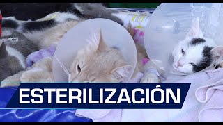 Jornada de esterilización en Urrao [upl. by Adyan]