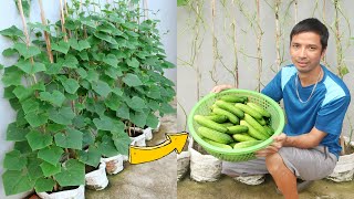 Amazing Idea  Growing Cucumber from Seed at Home  Grow Cucumbers in Sacks [upl. by Phyllys190]