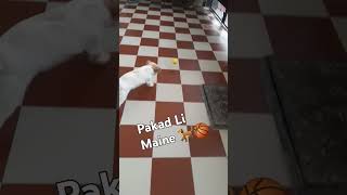 Pakad li h 🐕 shihtzu playinggames trending doglover ❤️cute [upl. by Htirehc]