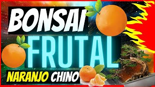 como HACER un 🍊BONSAI FRUTAL🍊 PASO a PASO bonsái de naranjo chino PARTE 1🌳 [upl. by Allicserp65]