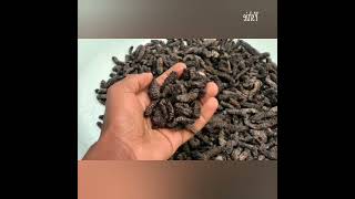 Mopane Worms 🇿🇼🇿🇼🇿🇼 [upl. by Ruel181]