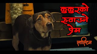 A Dogs Way Home Movie Explained in Nepali by laltin [upl. by Pooi]