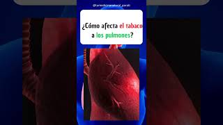 Anatomía ¿Cómo afecta el tabaco a los pulmones shortsvideo viral [upl. by Hanima700]