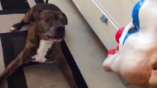 Halloween Pet Pranks Scaring Cats amp Dogs Compilation [upl. by Archibold]