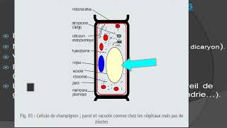 les champignons cours de biologie végétale botanique [upl. by Thurnau829]