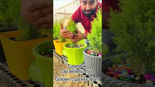 Sk vlogs saharanpur nursery [upl. by Zsa Zsa659]