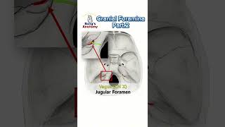 Cranial foraminaPart2 anatomy cranialnerves cranium bones nerve drawing medicalstudent [upl. by Akerdna280]