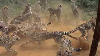 2014 AFRIKA1  Namibia Harnas Gobabis Feeding cheetahs [upl. by Nuhsed]