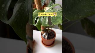 How to improve the growth of Monstera aerial roots for young plants 🌿 monstera plantcare plant [upl. by Nnov]