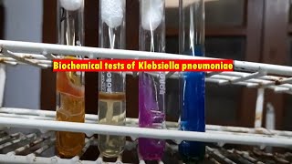 Biochemical tests of Klebsiella pneumoniae Demonstration [upl. by Ahsinar]