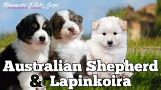 Cuccioli Australian Shepherd amp Lapinkoira giocano insieme [upl. by Claiborne164]