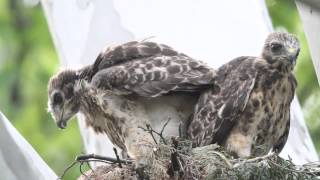 Redshouldered Hawk Chick swallows Duckling [upl. by Oyr684]