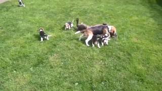 6 month old Neapolitan mastiff plays with beagle puppies [upl. by Ymot199]