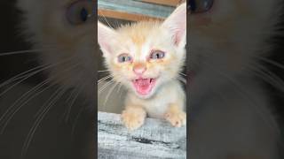 Angry cat sound  baby cat crying  adorable cat voice  shorts cat catsound meow [upl. by Weidar240]