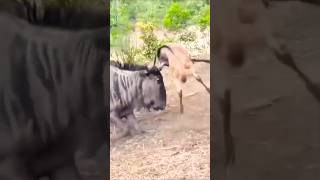 Confused Wildebeest Cant Recognize Its Own Baby – Heartwarming Wildlife Moment [upl. by Acessej]