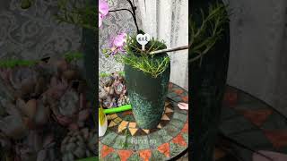 Plant portulaca in can so beautiful shortvideo portulaca gardenflowerplantshowtogrowportulaca [upl. by Dinsmore]