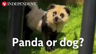 Zoo admits that their pandas are ‘painted dogs’ after backlash from visitors [upl. by Lerred851]