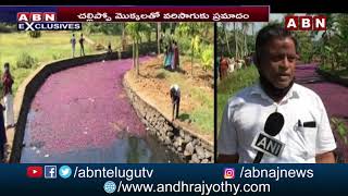 కేరళలోని పచ్చని చెట్ల నడుమ గులాబీ పూలు  Forked Fanwort blooms in Kozhikode  ABN [upl. by Ive]