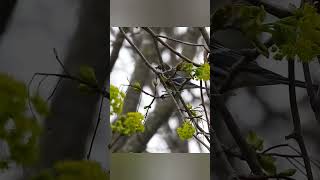 Yellow rumped warbler searching oohchild fivestepstairs [upl. by Ahsimac]