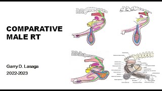 VET ENDO  Male Comparative Anat amp Physio  20232024 [upl. by Annoirb]