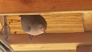 mourning dove looking place to build nest 🕊️ [upl. by Garlinda]