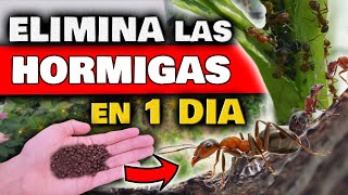 ELIMINAR HORMIGAS en las PLANTAS y DENTRO en CASA  Insecticida NATURAL para Plantas y PLAGAS [upl. by Nylorak]