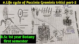 Puccinia Graminis tritici life Cycle part2  BSC first year Botany first semester [upl. by Patrich39]