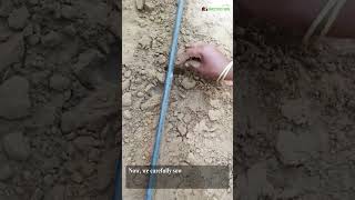 Sowing Cucumber Seeds in the Shade Net House  Growing Cucumbers [upl. by Beata611]