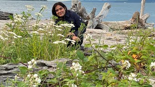 Fay Bainbridge Park Bainbridge Island 🏝️  Washington [upl. by Auqenat]