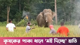 Man Vs Elephant  Nalitabari  Garo Pahar [upl. by Maffei]