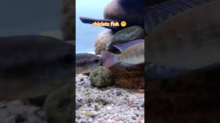 chiclets fish aquarium chicletsfish [upl. by Gnilrac]