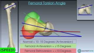 SPEED The Femur Skeletal Anatomy [upl. by Otrebron]