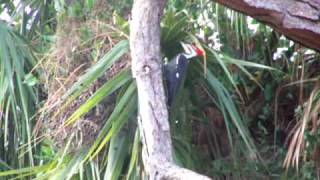 Giant RedHeaded Woodpecker [upl. by Naivatco226]