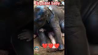 Elephant small baby 🍼🍼🍼 very cute baby elephant animals elephat wildlife animalworld babyani [upl. by Aramois431]