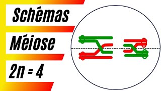 Comment schématiser la méiose avec 2n  4 chromosomes [upl. by Akinehs]