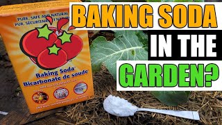 Put Baking Soda In Your Garden And See What Happens [upl. by Cung122]