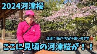 【2024河津桜まつり】129 見頃の河津桜ある！峰温泉大噴湯公園 足湯 河津櫻 ライブカメラ [upl. by Hada]