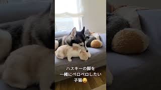 ハスキー犬に育てられた子猫はまるでハスキーのように…笑shorts [upl. by Zaid]