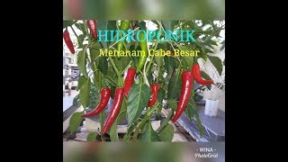 A  Z Menanam Cabe Besar Hidroponik [upl. by Norra107]