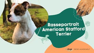 Rasseportrait American Staffordshire Terrier [upl. by Meekyh]